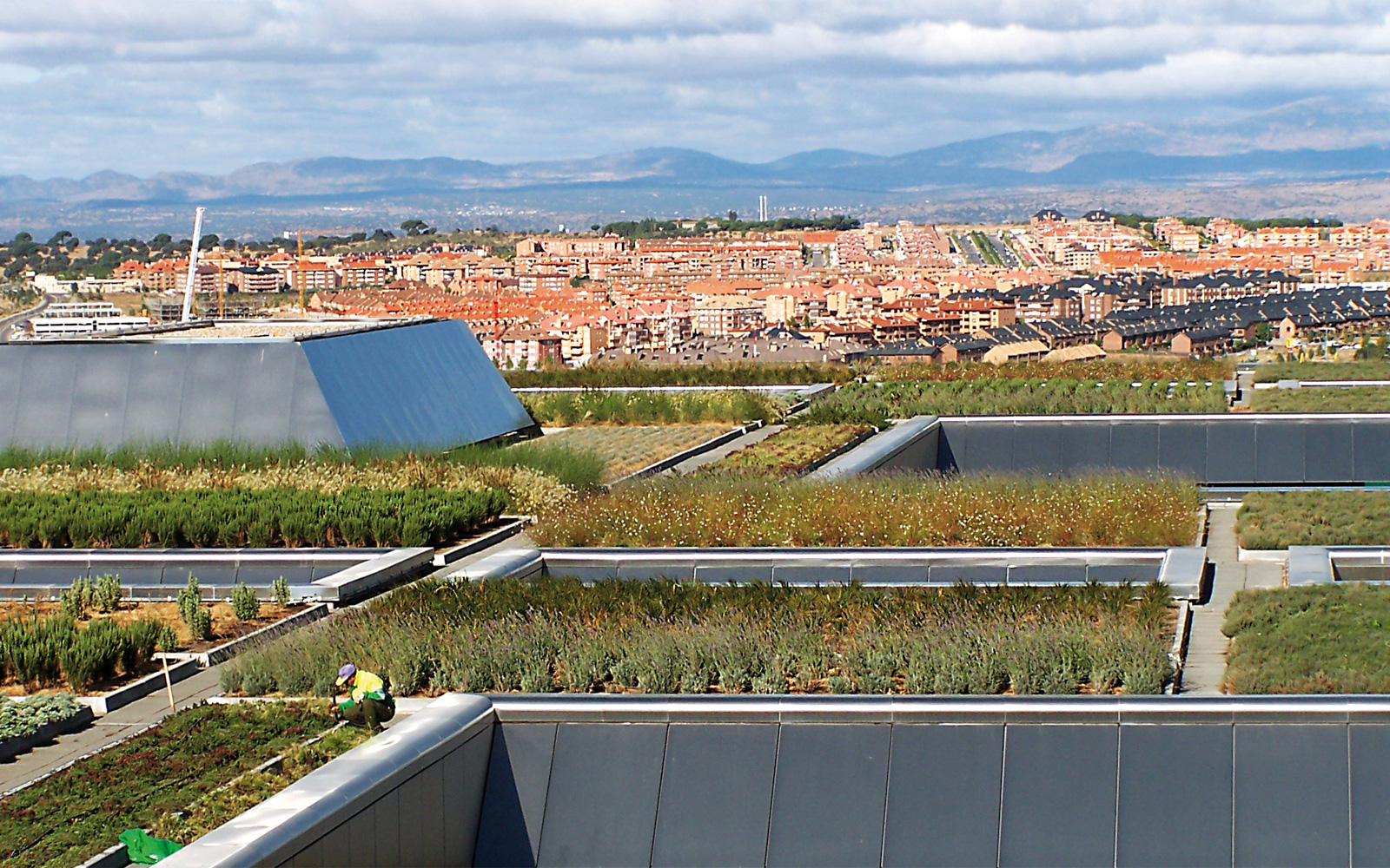 Large vegetated green roof